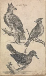 Aigle couronné et deux oiseaux