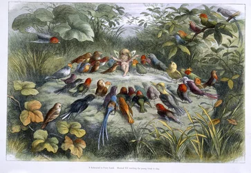 Un elfe et des oiseaux
