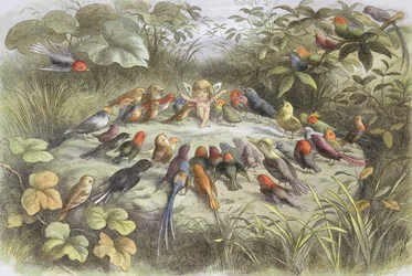 Répétition musicale au pays des fées, illustration tirée de « Au pays des fées. Images du monde des elfes » de William Allingham et Andrew Lang