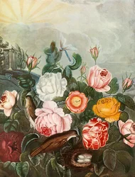 Roses