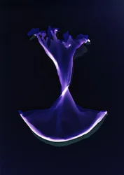 Sans titre, 2004