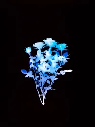 Sans titre, 2008