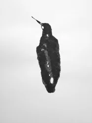 Sans titre, 2009 (monotype)