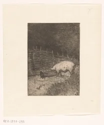 Cochon mangeant dans une auge