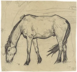 Cheval broutant à Noordwijk