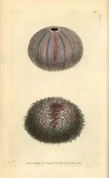Oursin comestible, Echinus esculentus, de 