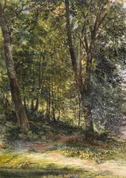 Bois ensoleillés, Surrey