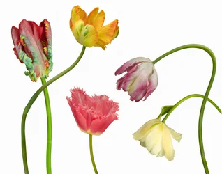 Des tulipes colorées et uniques