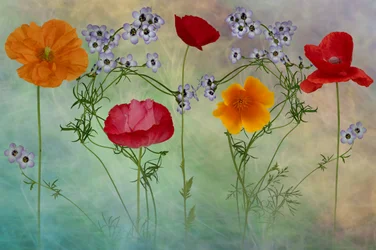 Une prairie de coquelicots aux couleurs éclatantes