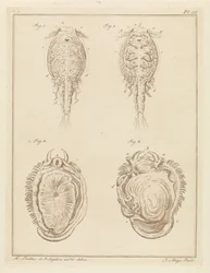 Crustacé et mollusque