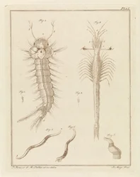 Moustique, œil en trompette et un ver