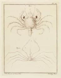 Crabe de plage et une espèce de crabe flèche