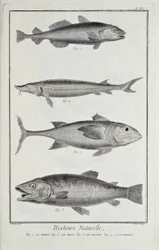 Morue, thon, saumon et esturgeon, illustration du 