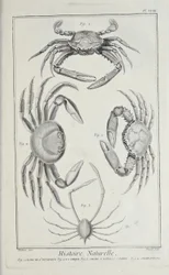 Crabes, illustration de 