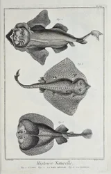 Illustration de 