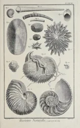 Coquillages marins, illustration du 