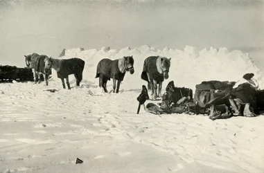 Poneys derrière leur abri dans le camp sur la barrière, 1911