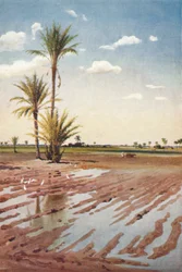 Un champ irrigué, vers 1880, 1904
