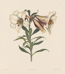Une sélection de plantes hexandriennes, appartenant à l