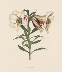 Sélection de plantes hexandres, appartenant à l