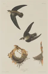 Martinet Américain, 1833