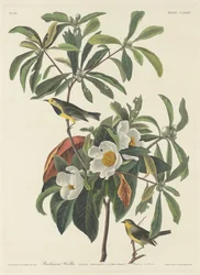 Paruline de Bachman, 1834