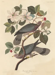 Pigeon à queue barrée, 1837.