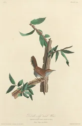 Troglodyte à longue queue de Bewick, 1827.