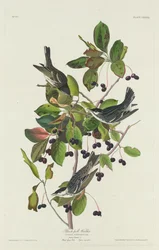 Paruline rayée