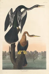 Anhinga à ventre noir, 1836.