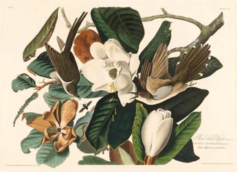 Coulicou à bec noir, 1828