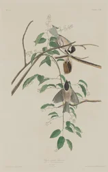 Mésange à tête noire, 1833