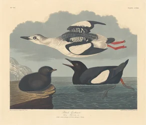 Guillemot à miroir, 1834