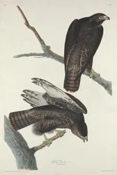 Guerrier noir, 1830.