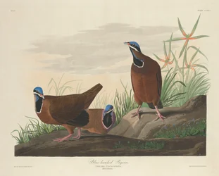 Pigeon à tête bleue