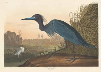 Grue bleue ou héron