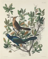 Quiscale des marais, 1834.