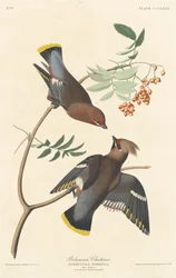 Jaseur boréal, 1837.