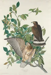 Petite buse, 1830.