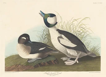 Canard à tête de buffle, 1836