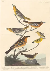 Oriole de Bullock, Oriole de Baltimore, Chardonneret mexicain et Grive variée, 1838