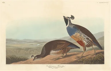 Perdrix californienne