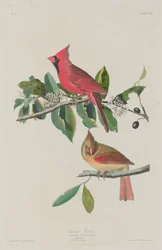Cardinal Gros-bec, 1833