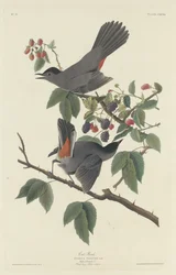 Oiseau-chat