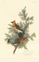 Oiseau de cèdre, 1828