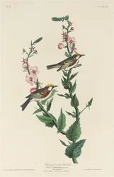 Paruline à flancs marron, 1829