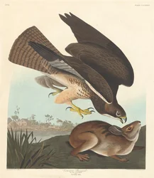 Buse variable, 1837