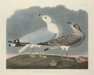 Goéland commun, 1834