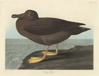 Albatros sombre, 1838