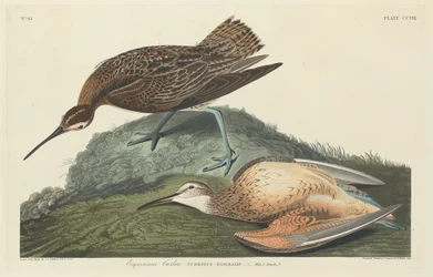 Courlis esquimau, 1834